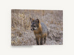 Wary Grey Fox, island fox wildlife photograph, animal canvas wall art print ready to hang