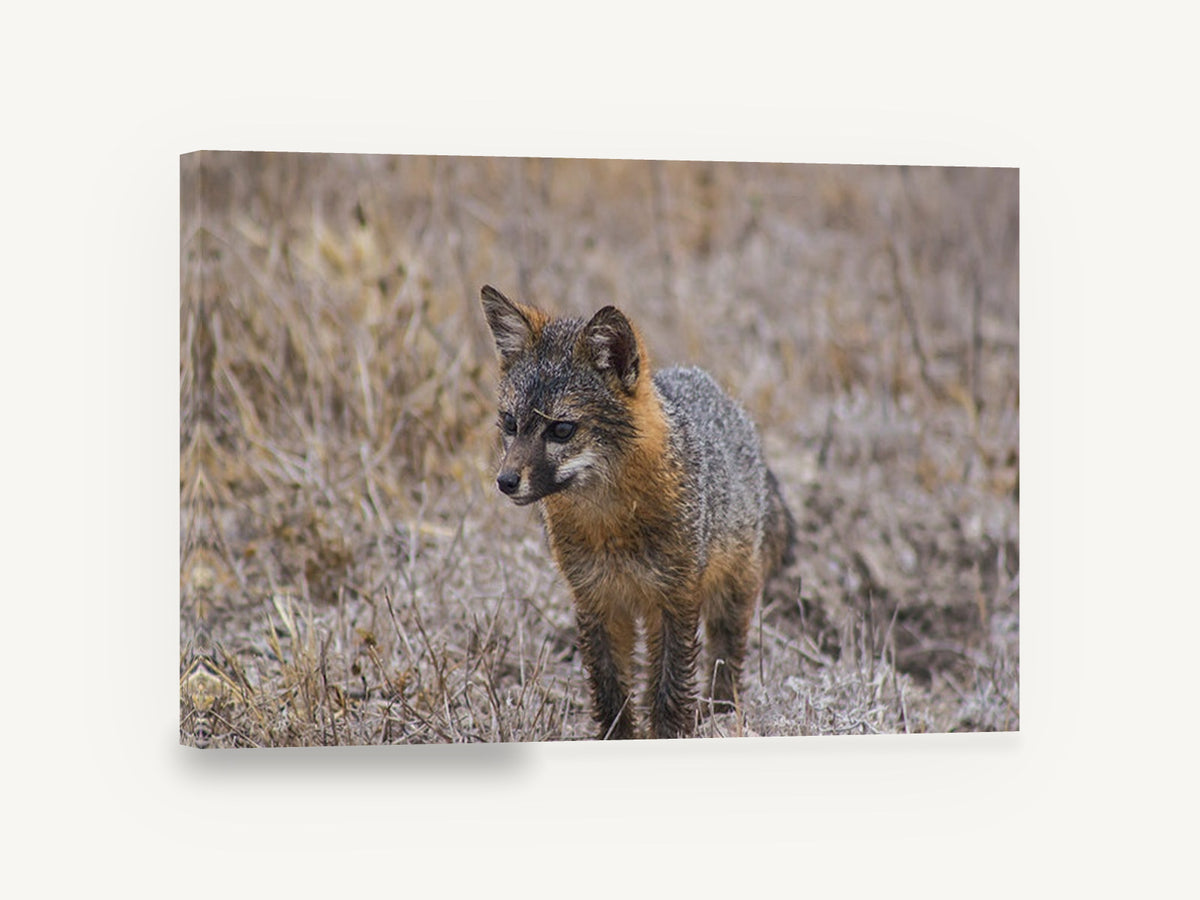Wary Grey Fox, island fox wildlife photograph, animal canvas wall art print ready to hang