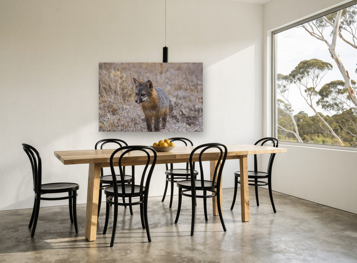 Wary Grey Fox animal canvas print on the wall of a dining room