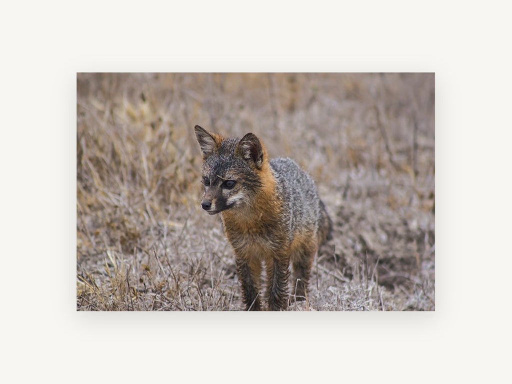 Wary Grey Fox, island fox wildlife photograph, animal canvas wall art print, front view