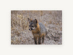 Wary Grey Fox, island fox wildlife photograph, animal canvas wall art print, front view