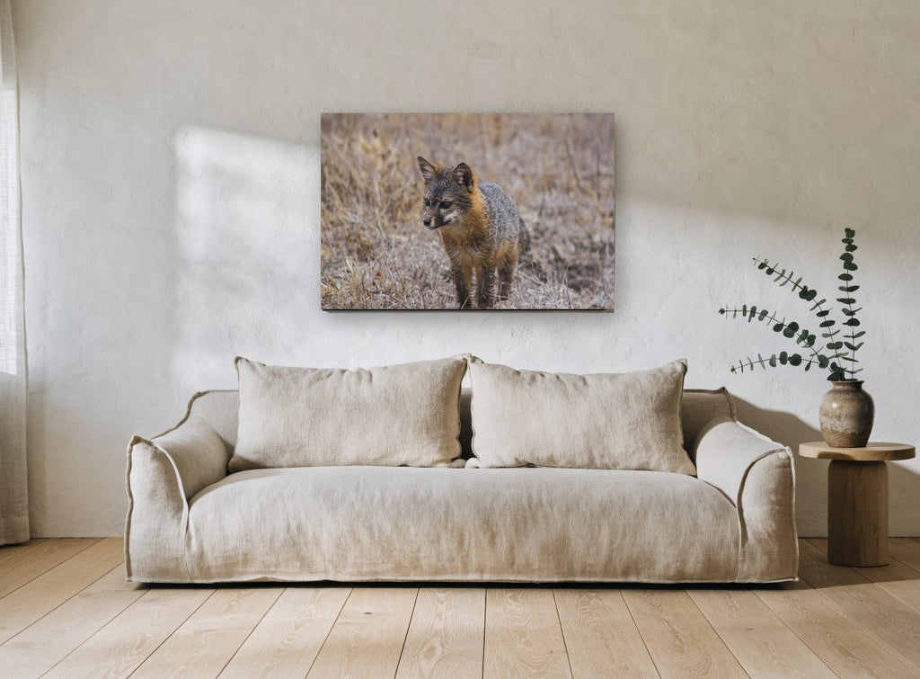 Wary Grey Fox animal canvas print on the wall of a living room