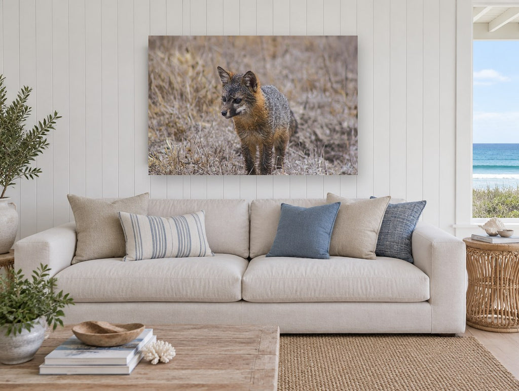 Wary Grey Fox animal canvas print on the wall of a beach house living room