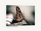 Resting Copper Butterfly, butterfly on leaf photograph, animal canvas wall art print ready to hang