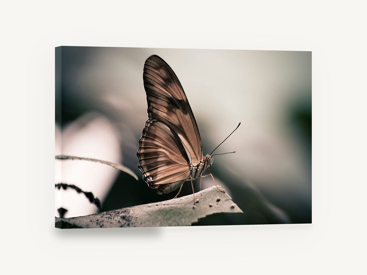Resting Copper Butterfly, butterfly on leaf photograph, animal canvas wall art print ready to hang