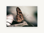 Resting Copper Butterfly, butterfly on leaf photograph, animal canvas wall art print, front view