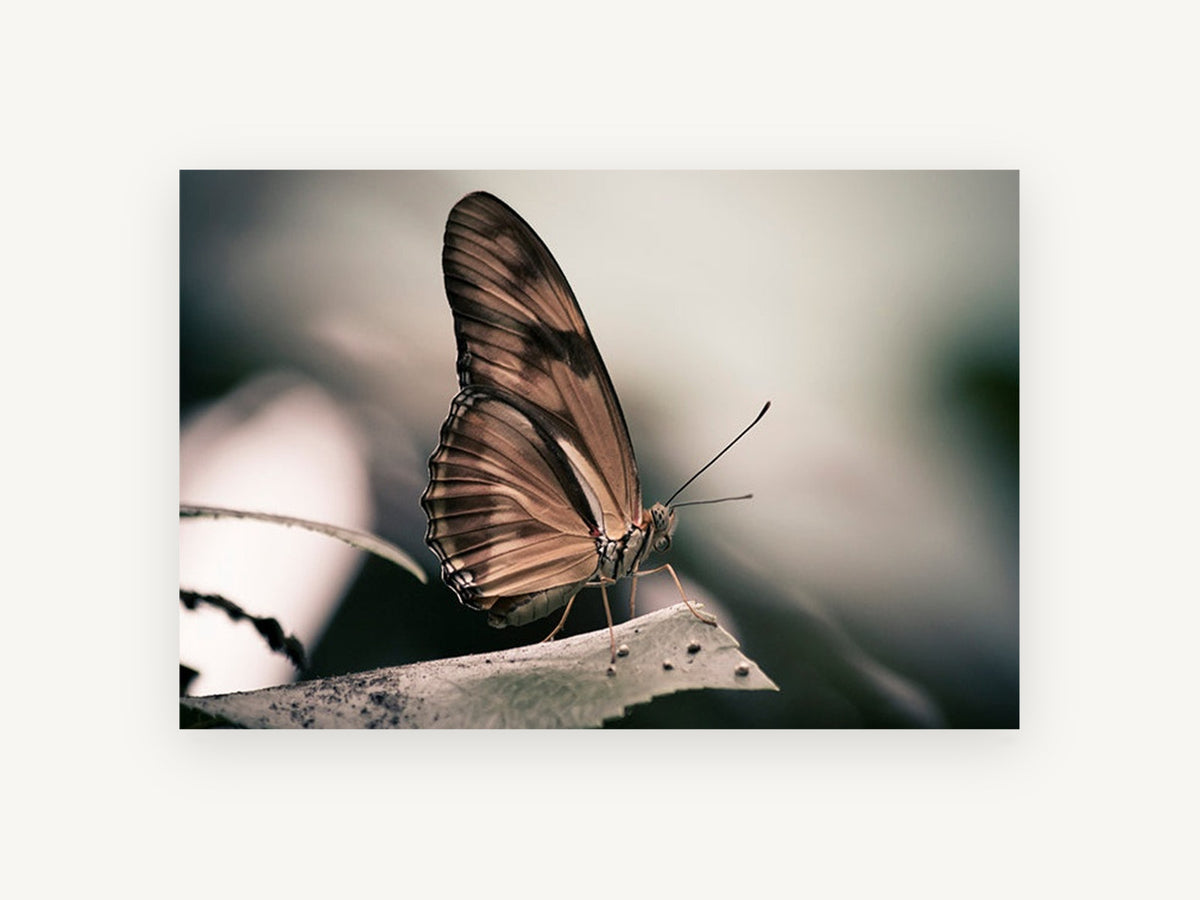 Resting Copper Butterfly, butterfly on leaf photograph, animal canvas wall art print, front view