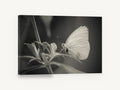 Pale Wing Rest, black and white butterfly photograph, animal canvas wall art print ready to hang