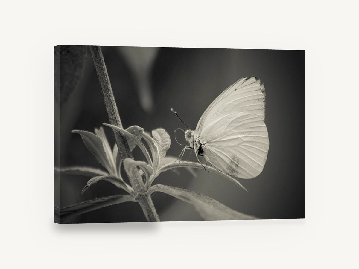 Pale Wing Rest, black and white butterfly photograph, animal canvas wall art print ready to hang
