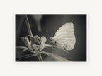 Pale Wing Rest, black and white butterfly photograph, animal canvas wall art print, front view