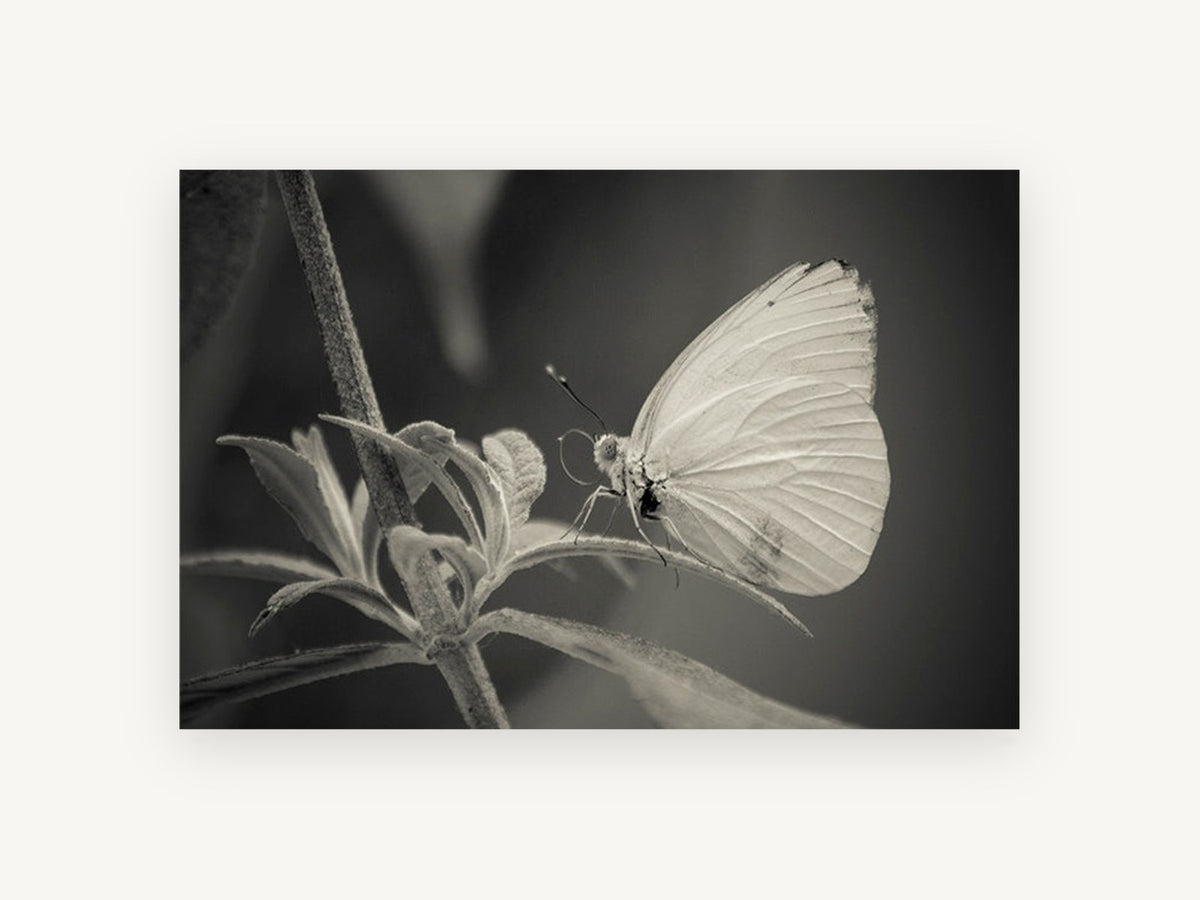 Pale Wing Rest, black and white butterfly photograph, animal canvas wall art print, front view