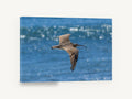 Curlew Over Blue Water, curlew in flight over sea photograph, animal canvas wall art print ready to hang