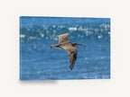 Curlew Over Blue Water, curlew in flight over sea photograph, animal canvas wall art print ready to hang