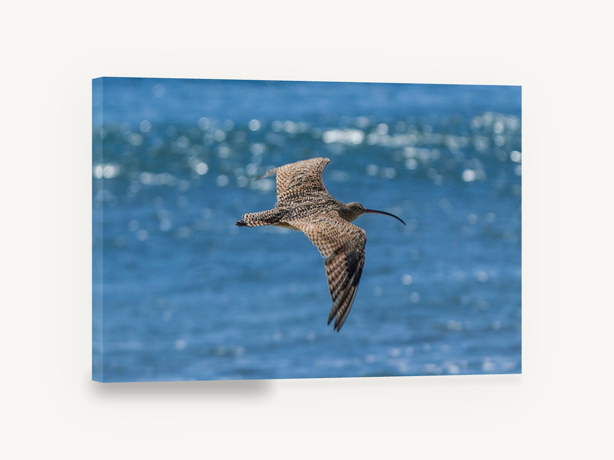 Curlew Over Blue Water, curlew in flight over sea photograph, animal canvas wall art print ready to hang
