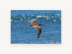 Curlew Over Blue Water, curlew in flight over sea photograph, animal canvas wall art print, front view