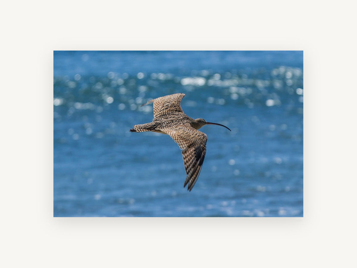 Curlew Over Blue Water, curlew in flight over sea photograph, animal canvas wall art print, front view