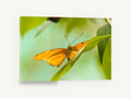 Orange Butterfly Lookout, orange butterfly on leaf photograph, animal canvas wall art print ready to hang