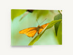 Orange Butterfly Lookout, orange butterfly on leaf photograph, animal canvas wall art print ready to hang