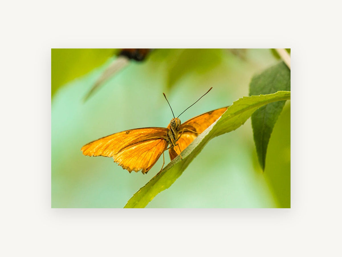Orange Butterfly Lookout, orange butterfly on leaf photograph, animal canvas wall art print, front view