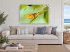Orange Butterfly Lookout animal canvas print on the wall of a beach house living room