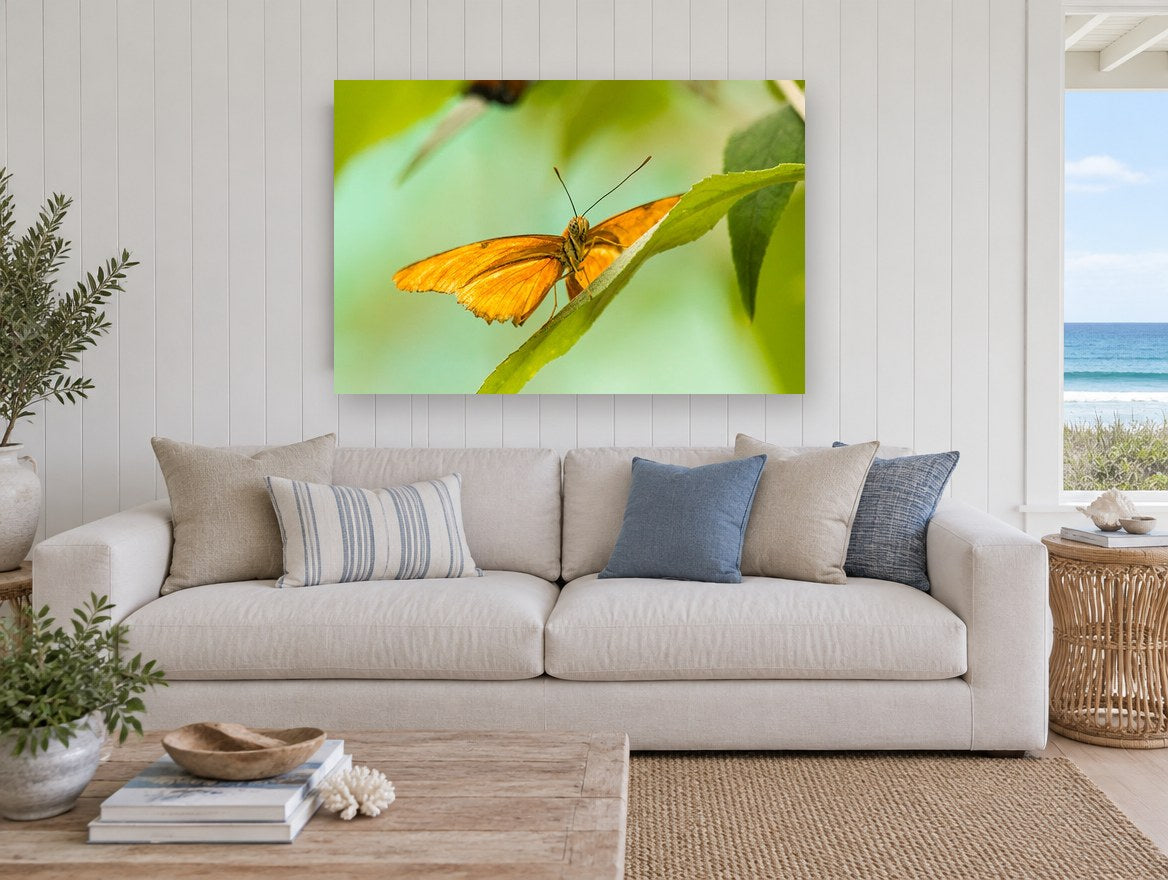 Orange Butterfly Lookout animal canvas print on the wall of a beach house living room