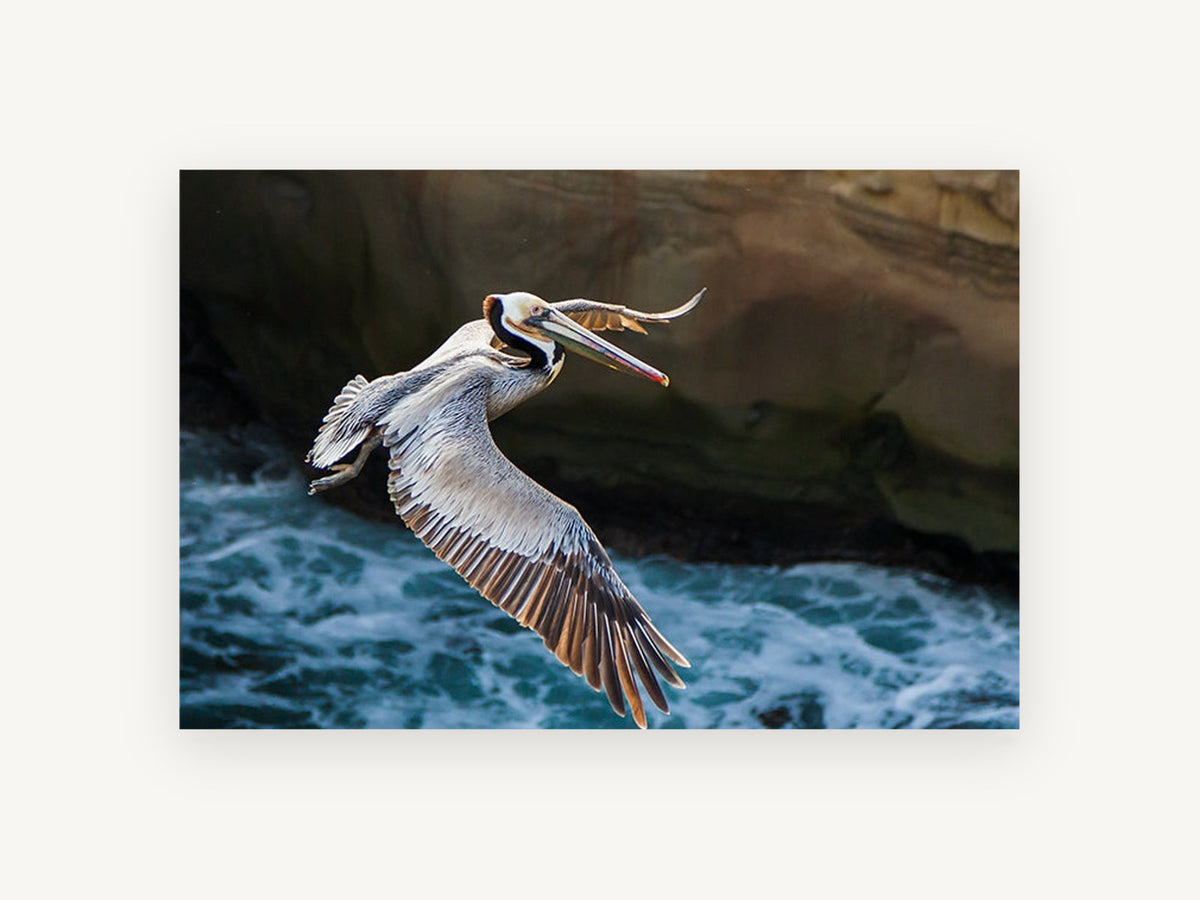 Pelican Over Surf, coastal canvas wall art print, front view