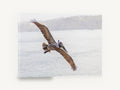 Pelican Over Still Water, flying pelican over calm sea photograph, coastal canvas wall art print ready to hang
