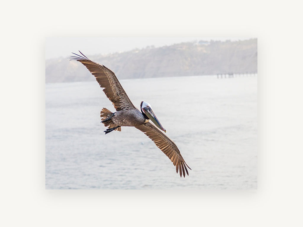 Pelican Over Still Water, coastal canvas wall art print, front view