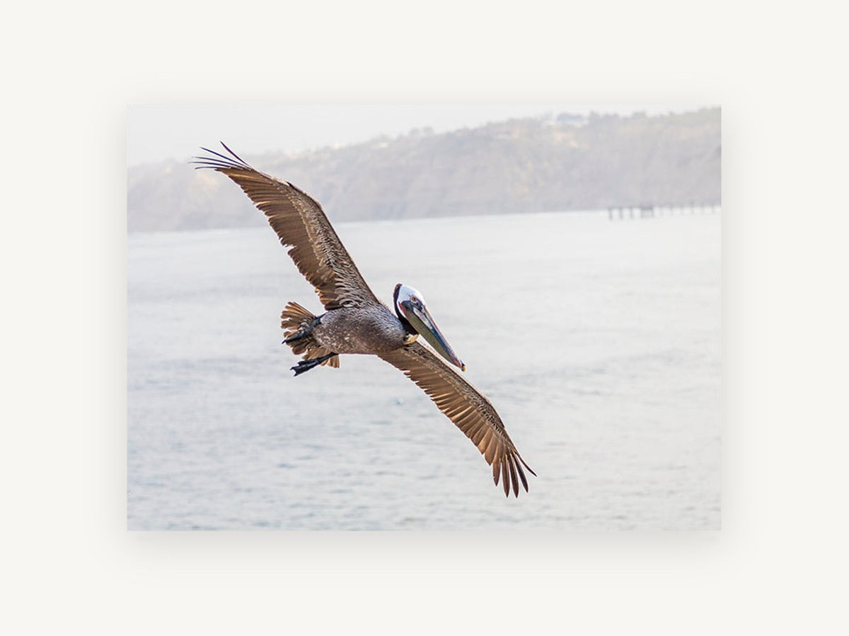Pelican Over Still Water, coastal canvas wall art print, front view