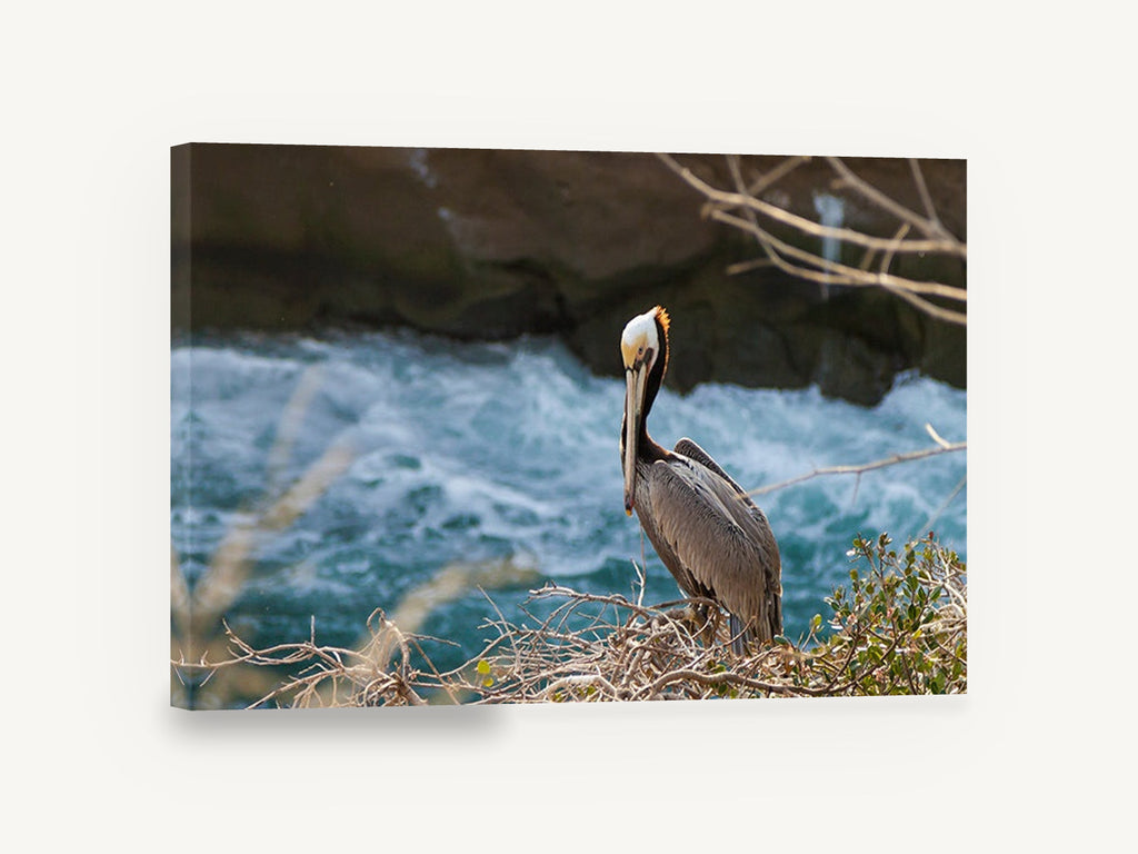 Pelican on the Ledge, brown pelican coastal bird photograph, coastal canvas wall art print ready to hang