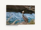 Pelican on the Ledge, brown pelican coastal bird photograph, coastal canvas wall art print ready to hang