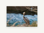 Pelican on the Ledge, coastal canvas wall art print, front view