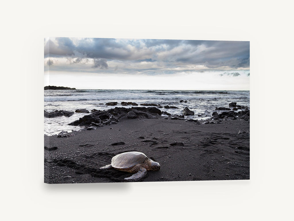 Honu on Black Sand, sea turtle black sand beach photograph, coastal canvas wall art print ready to hang