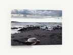 Honu on Black Sand, sea turtle black sand beach photograph, coastal canvas wall art print ready to hang