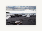 Honu on Black Sand, coastal canvas wall art print, front view