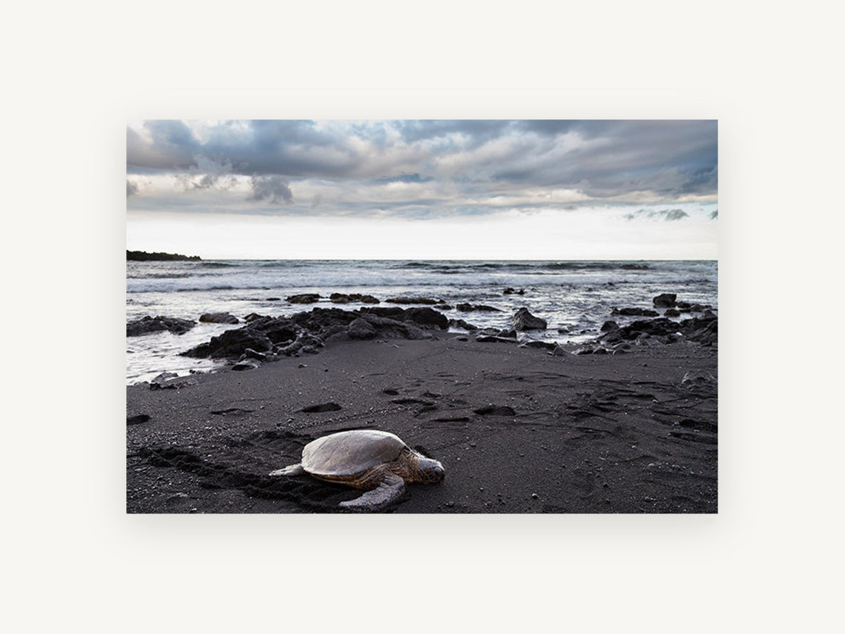 Honu on Black Sand, coastal canvas wall art print, front view