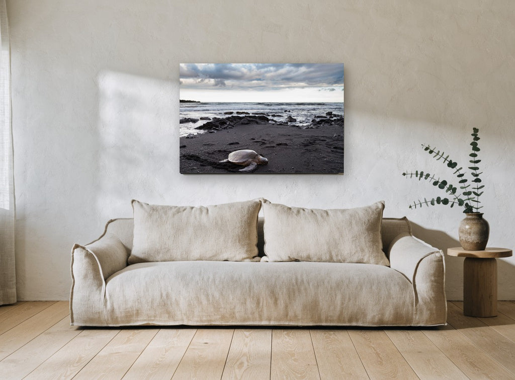 Honu on Black Sand coastal canvas print on the wall of a living room