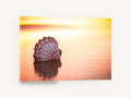Scallop Shell at Sunrise, scallop shell sunrise beach photograph, coastal canvas wall art print ready to hang