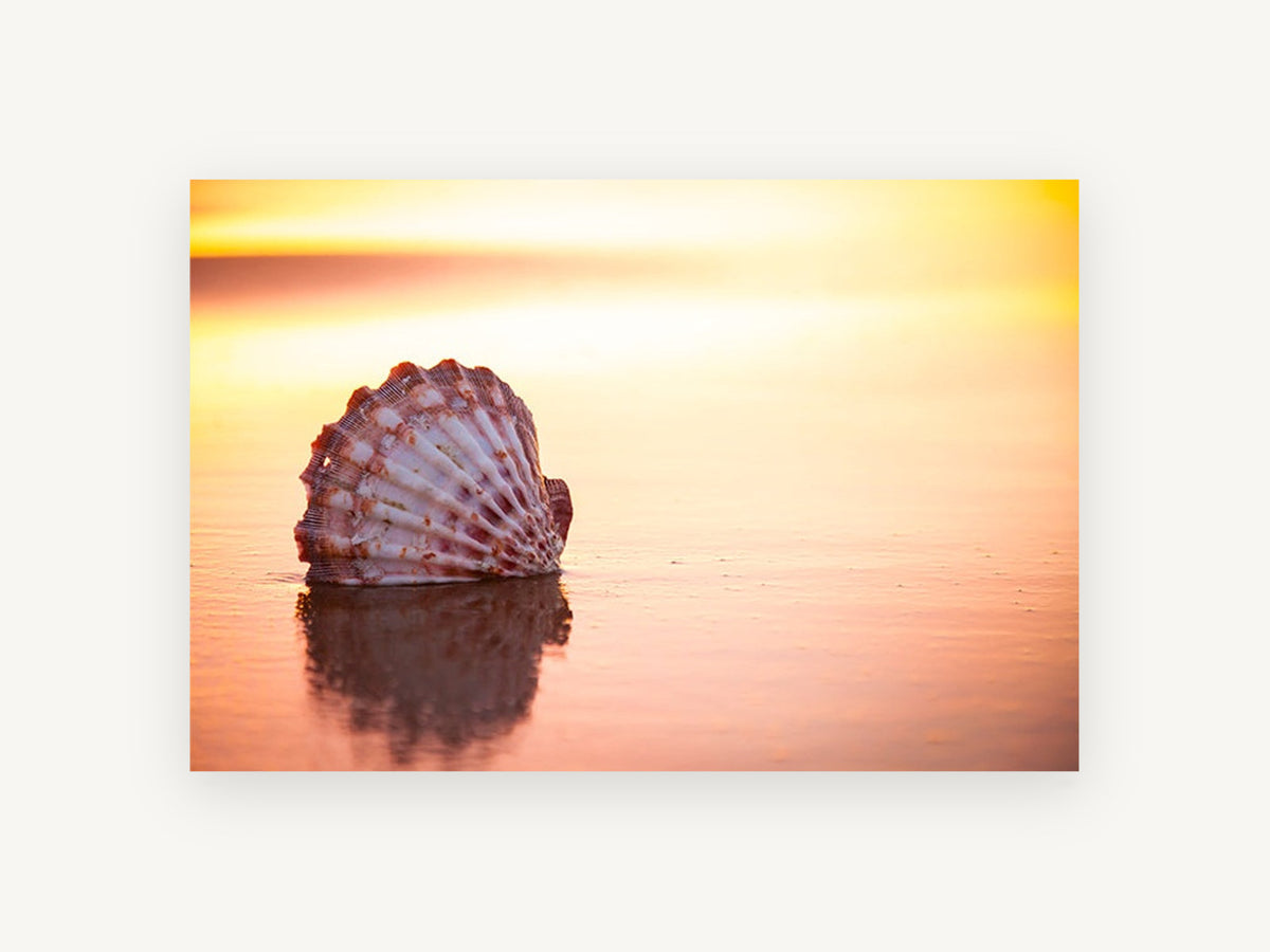 Scallop Shell at Sunrise, coastal canvas wall art print, front view