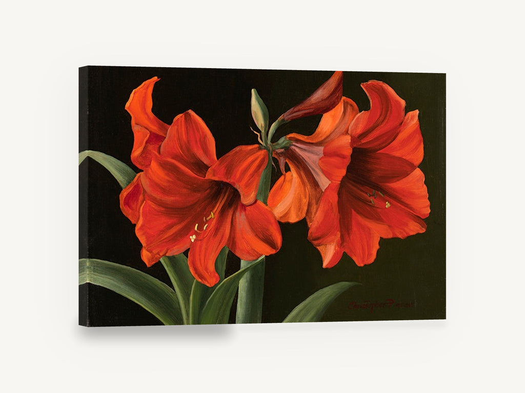 Scarlet Amaryllis Pair, red amaryllis flowers dark background, floral canvas wall art print ready to hang