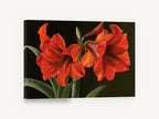 Scarlet Amaryllis Pair, red amaryllis flowers dark background, floral canvas wall art print ready to hang