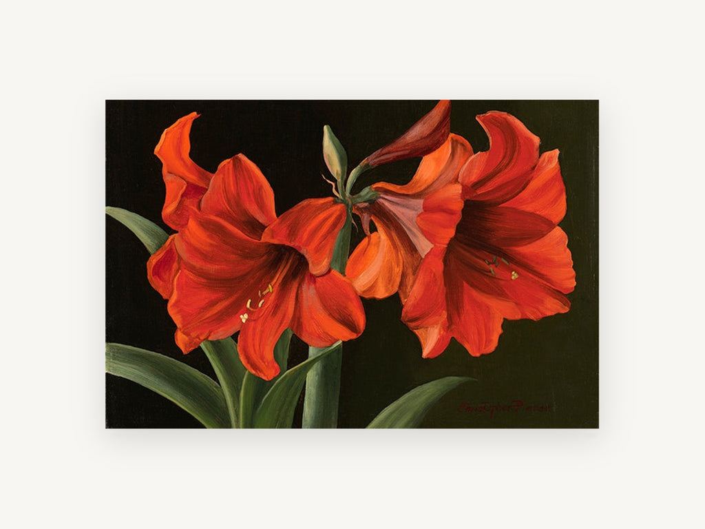 Scarlet Amaryllis Pair, floral canvas wall art print, front view