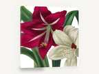 Crimson and Cream Amaryllis, red and white amaryllis floral illustration, floral canvas wall art print ready to hang