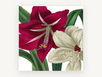 Crimson and Cream Amaryllis, floral canvas wall art print, front view
