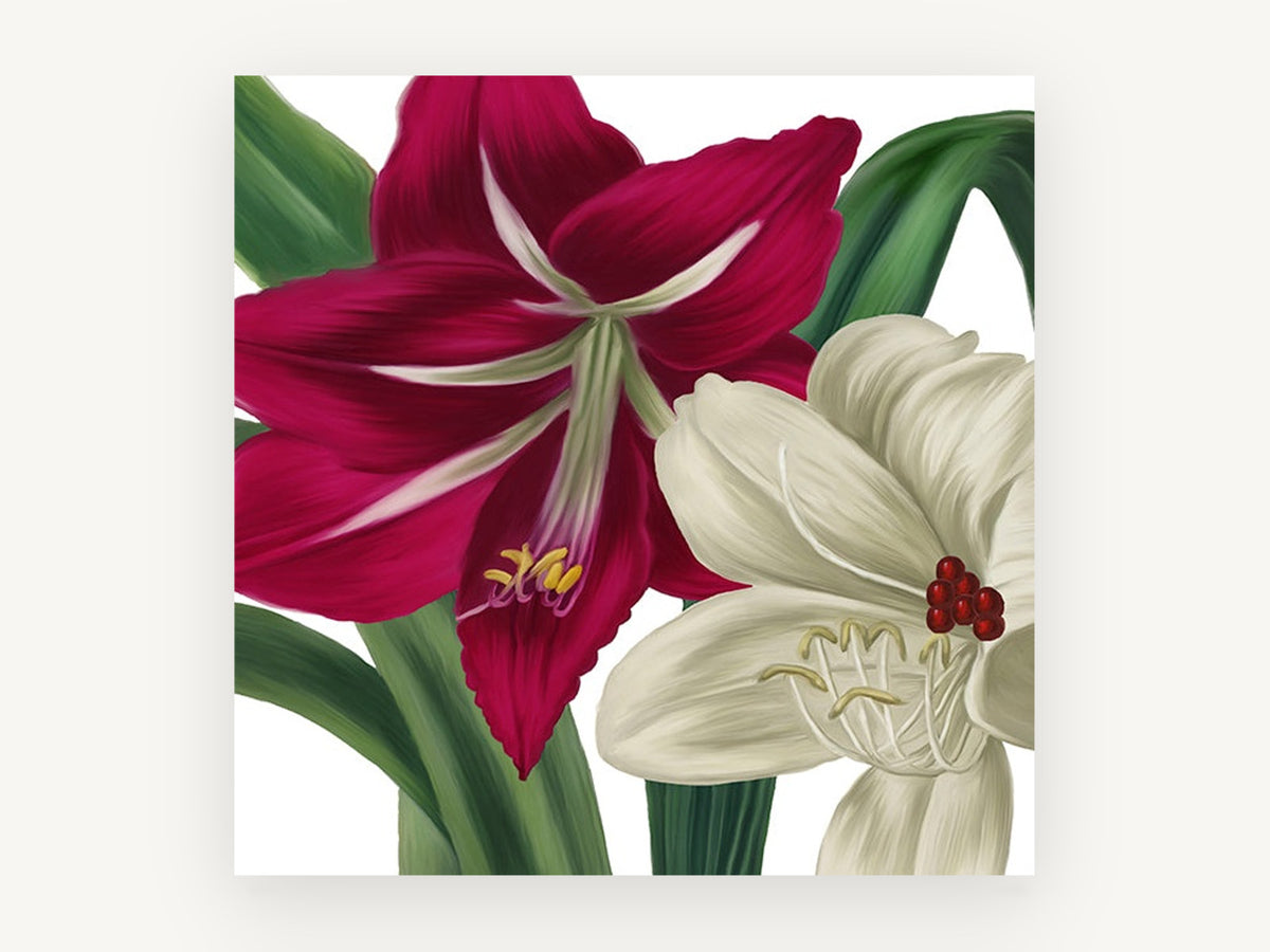 Crimson and Cream Amaryllis, floral canvas wall art print, front view