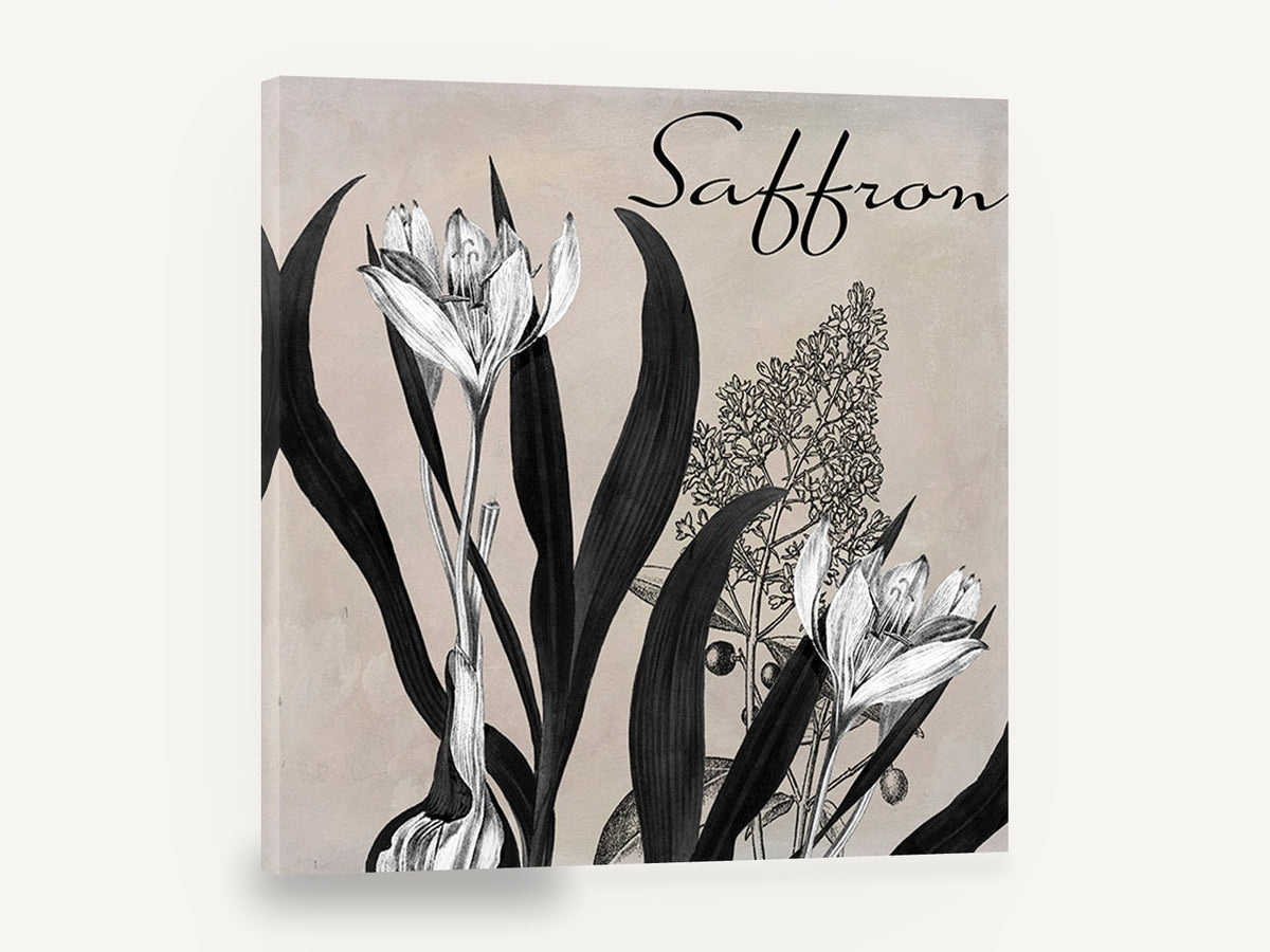 Saffron Crocus Study, saffron crocus black and white botanical, floral canvas wall art print ready to hang
