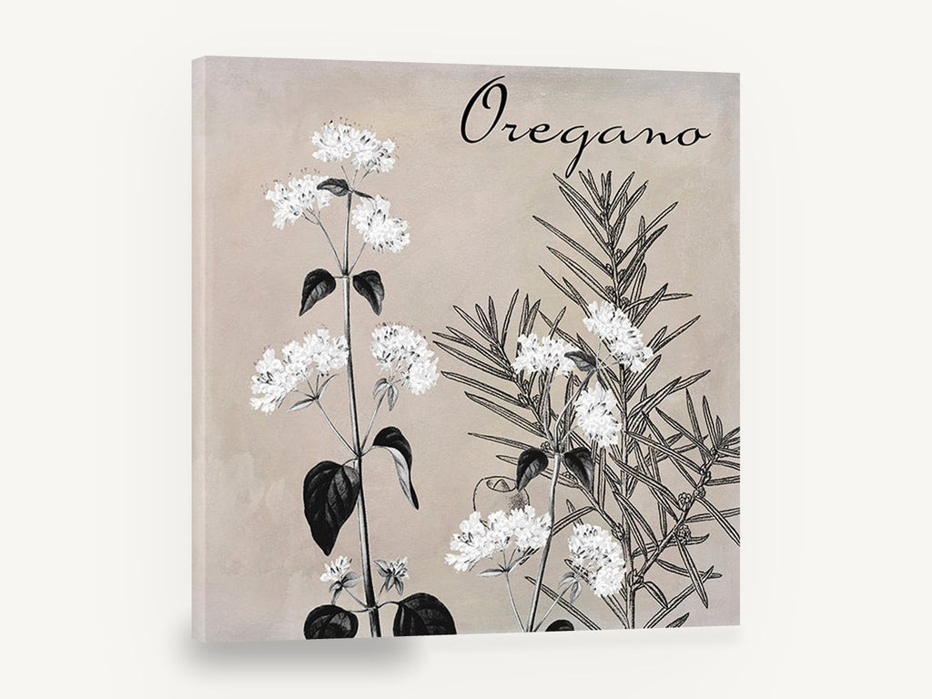 Oregano in Bloom, oregano botanical black and white, floral canvas wall art print ready to hang