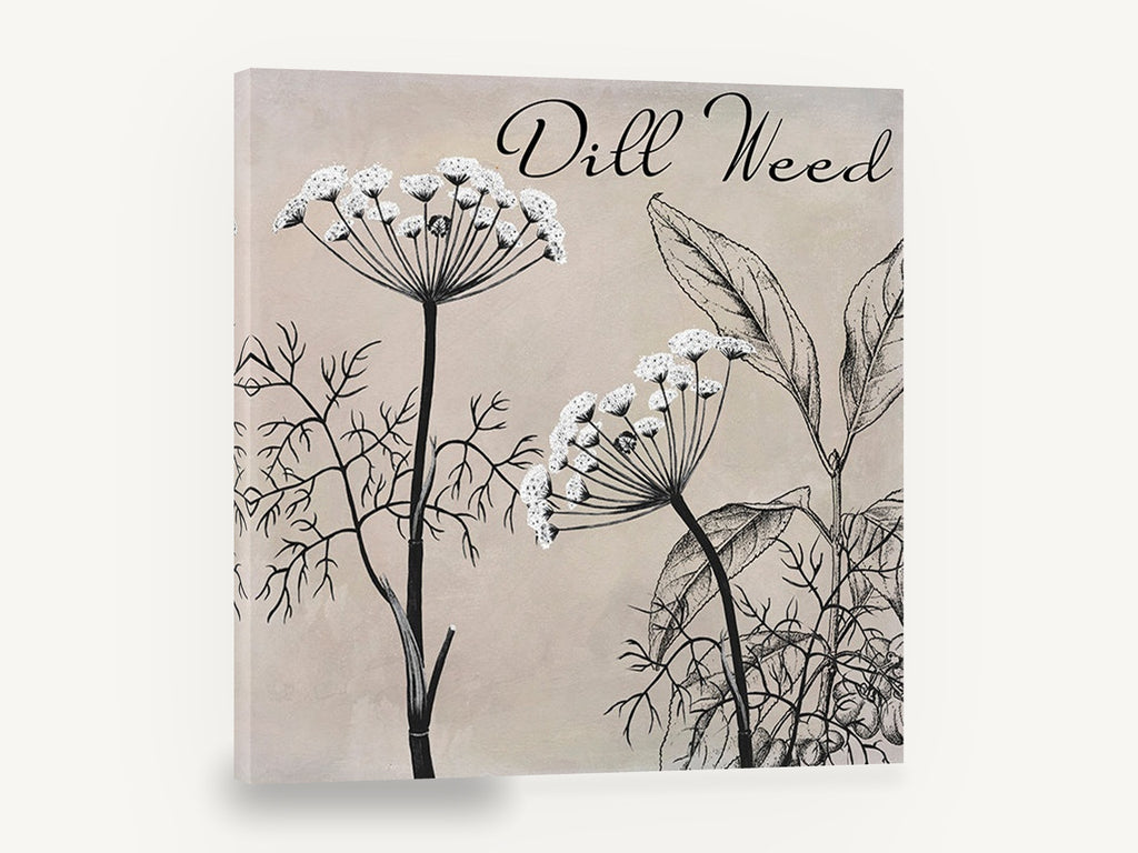 Dill Weed Study, dill weed botanical illustration, floral canvas wall art print ready to hang