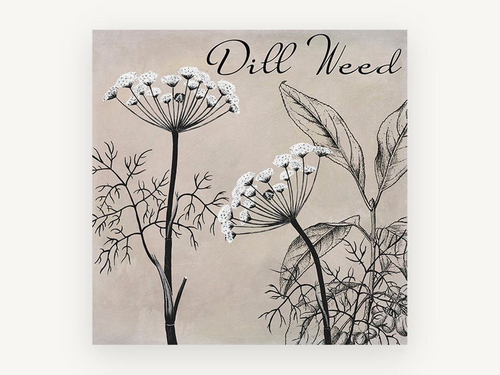 Dill Weed Study, floral canvas wall art print, front view