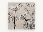 Dill Weed Study, floral canvas wall art print, front view